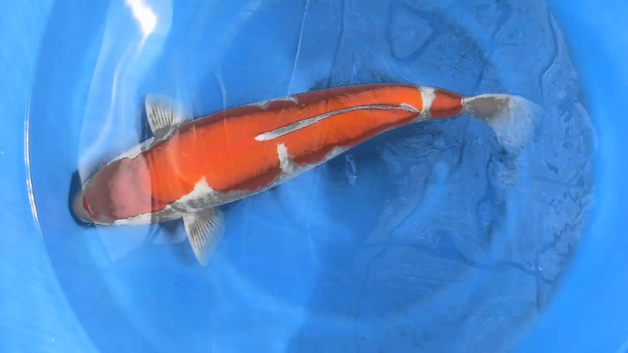 Kohaku Torazo Sansai 001