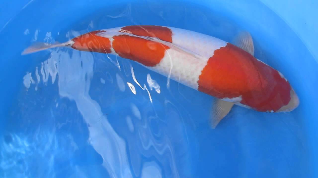 Kohaku Torazo sieben Jahre 001