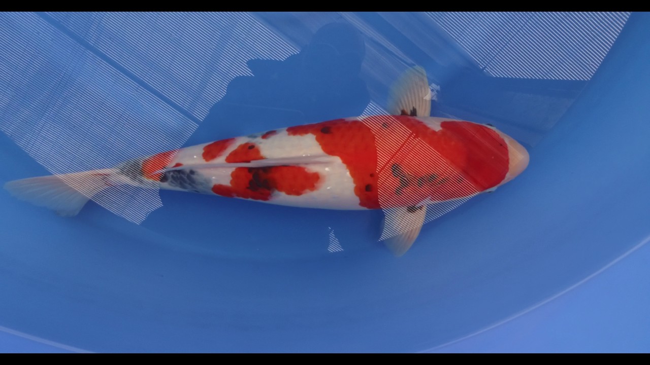 Dainichi Showa Sansai 64cm