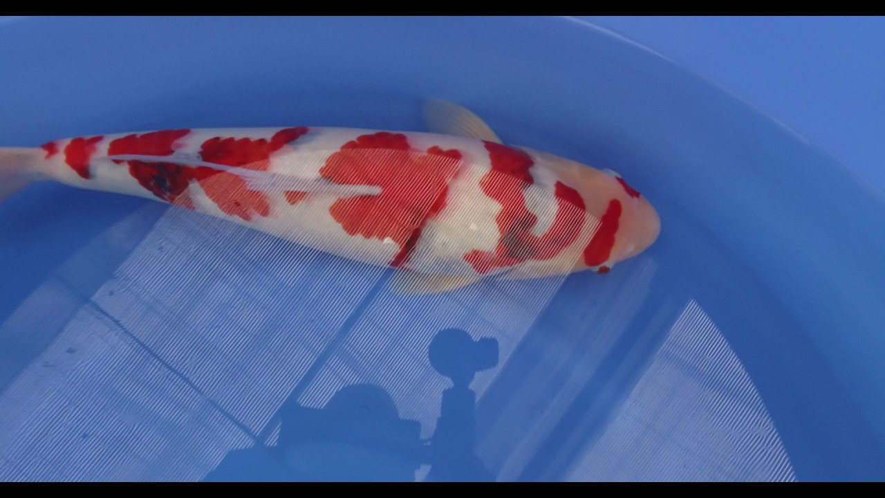 Dainichi Showa Nisai 58cm