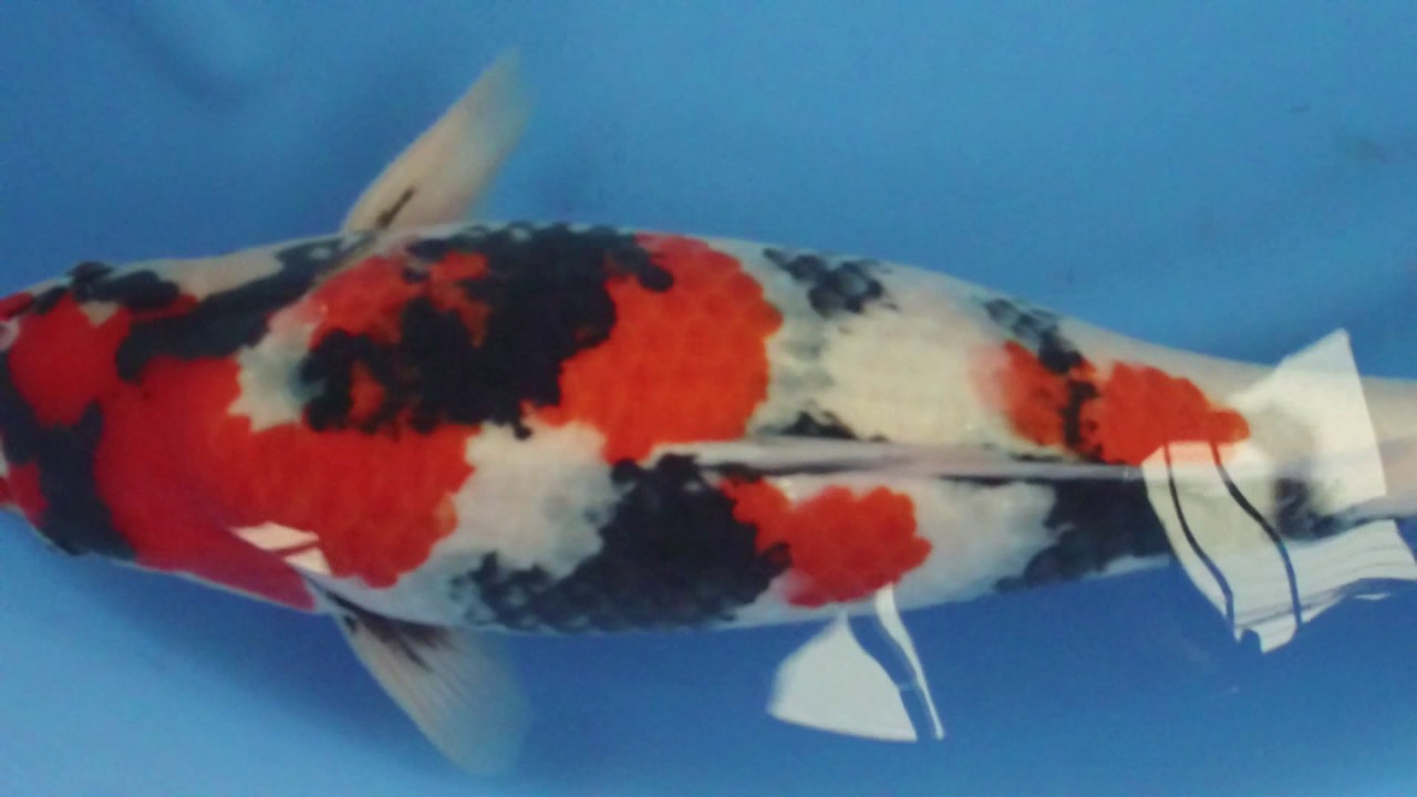 Isa Showa Sansai 001