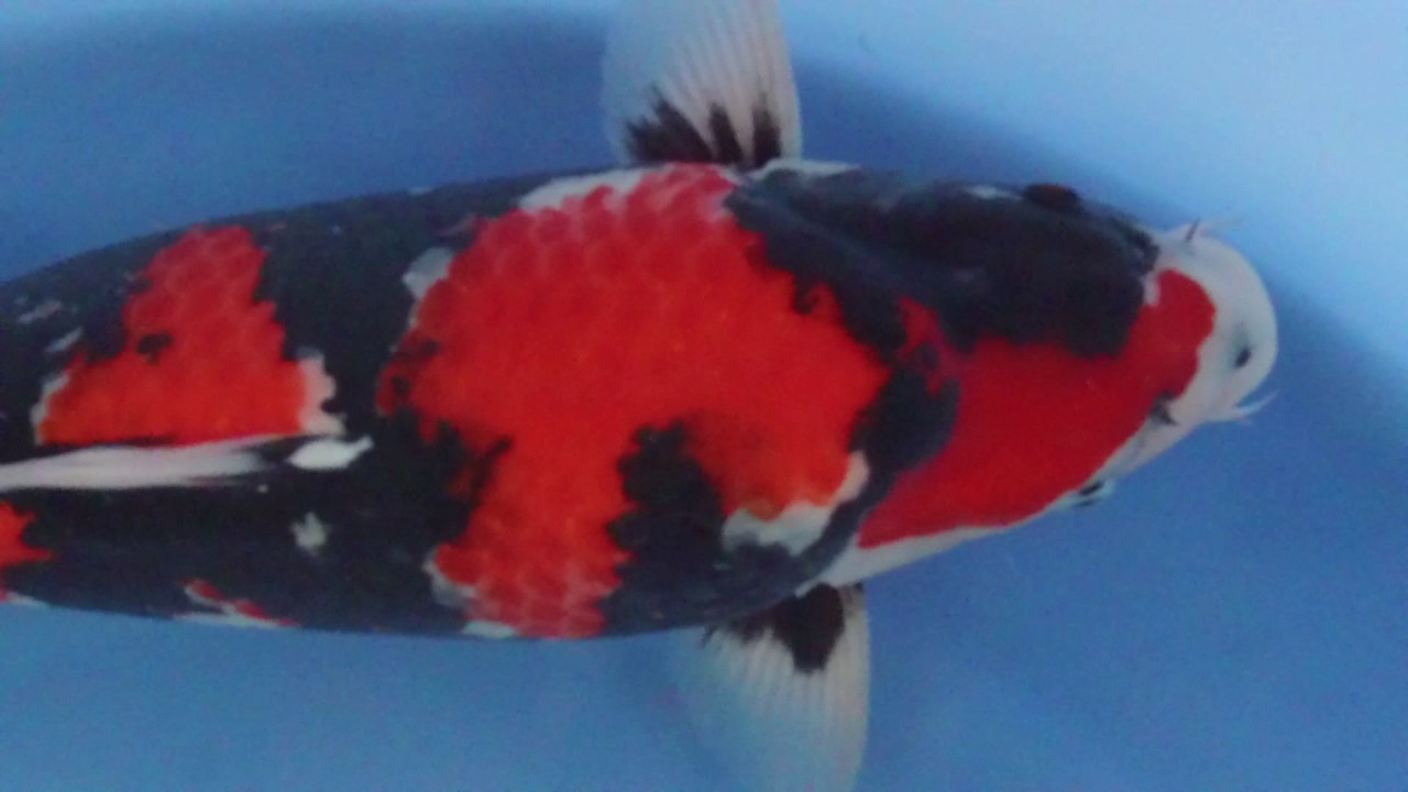 Isa Showa Sansai 002