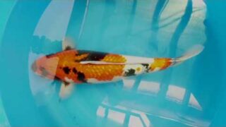 Ginrin Showa Shinoda