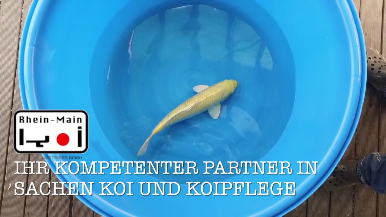 Izumiya Yamabuki 0001