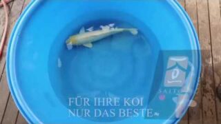 Izumiya Yamabuki 002