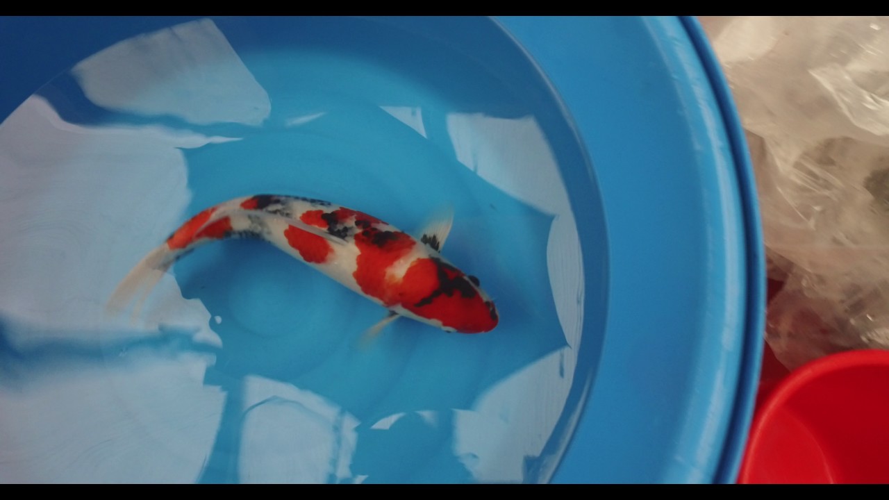 Dainichi Showa Mann 0017