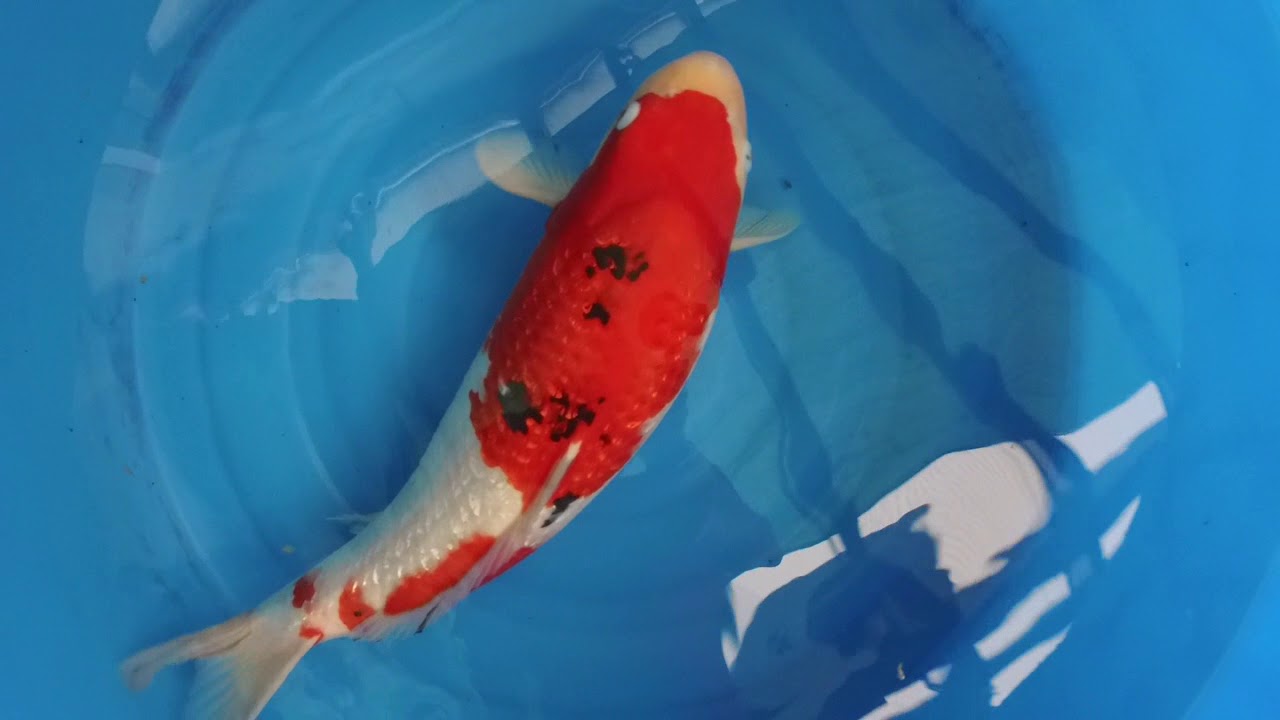 Senuma Ginrin Sanke Sansai 52cm weiblich