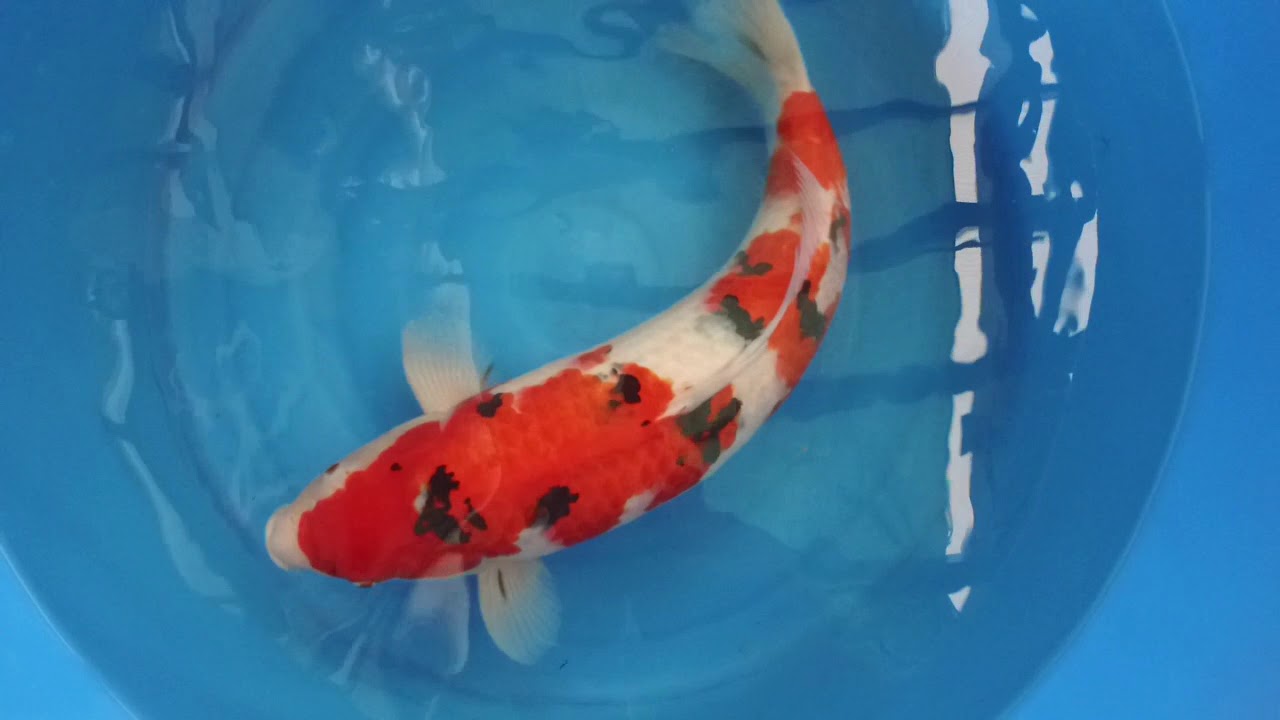 Torazo Sanke 70cm 0019