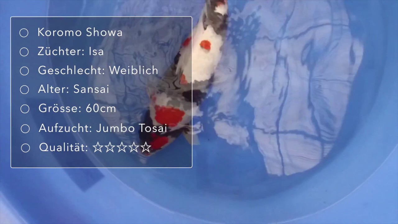 Koromo Showa Isa 00172