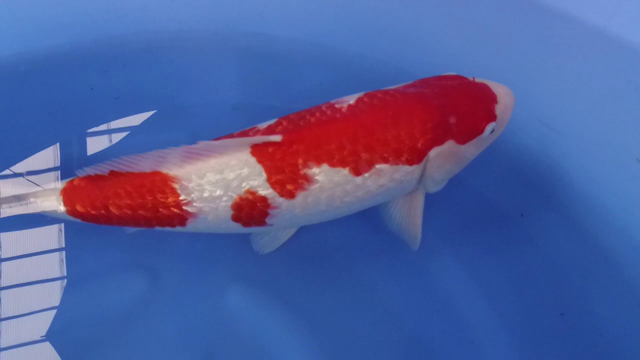 Dainichi Ginrin Kohaku 0092