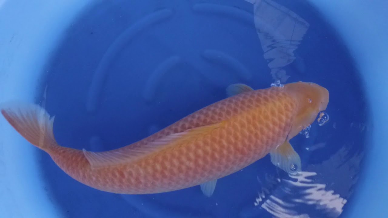 Marusei Super Karashi 0104