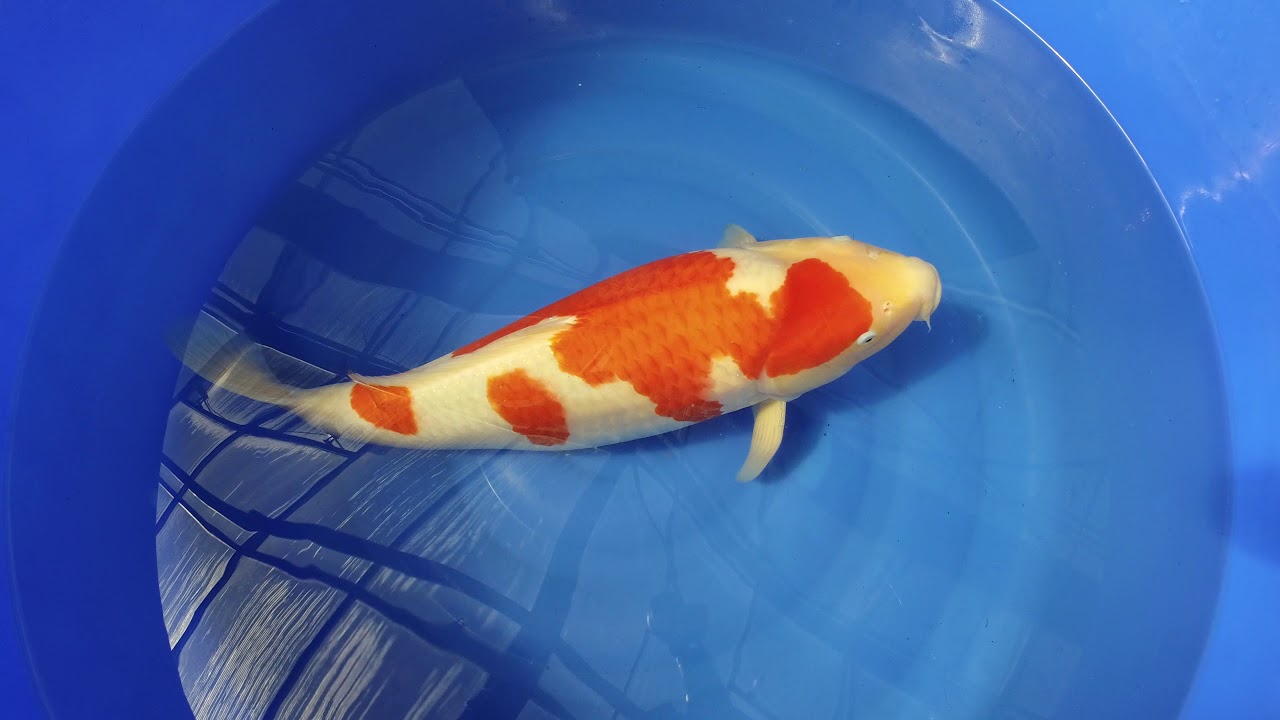 Dainichi Kohaku MP 0026