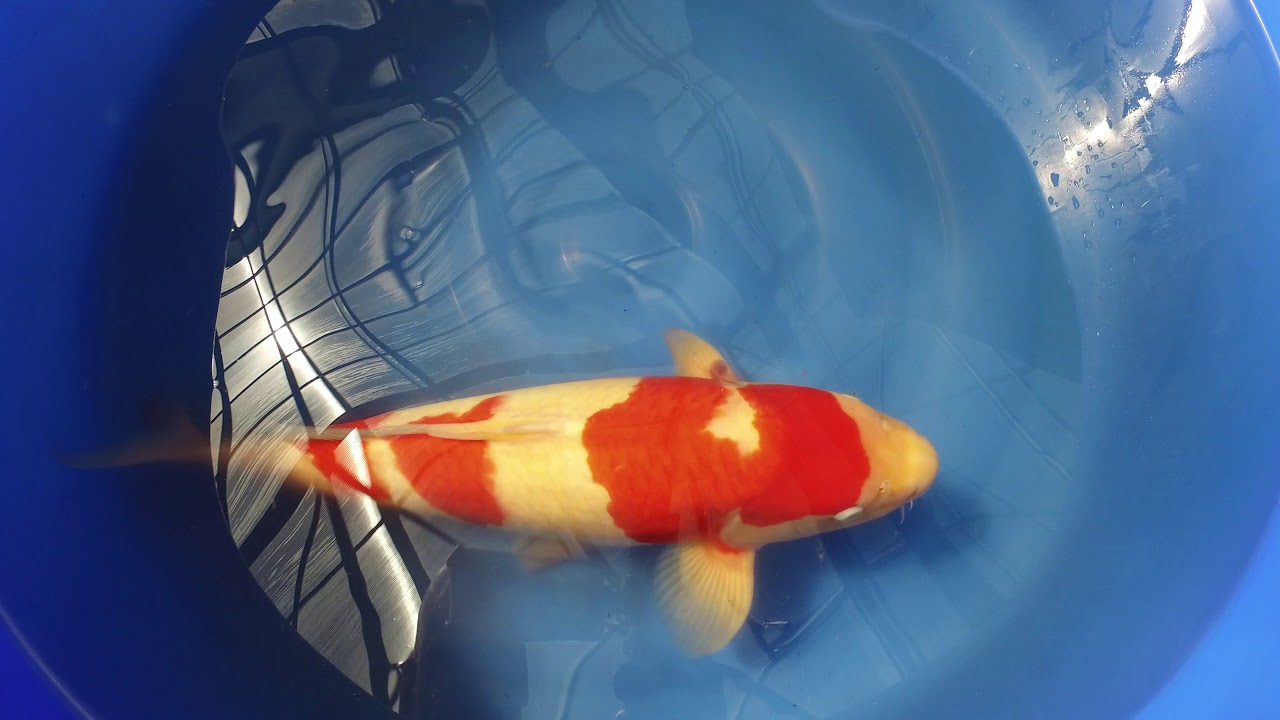 Dainichi Kohaku MP 0027