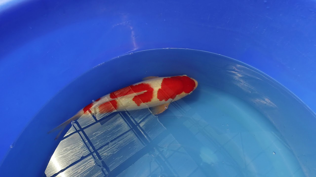 Dainichi Kohaku MP 0032