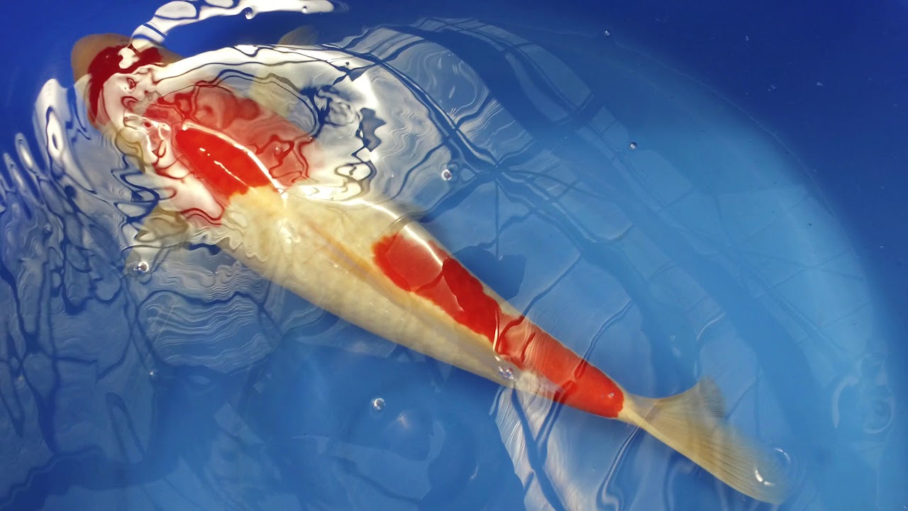 Dainichi Kohaku MP 0047