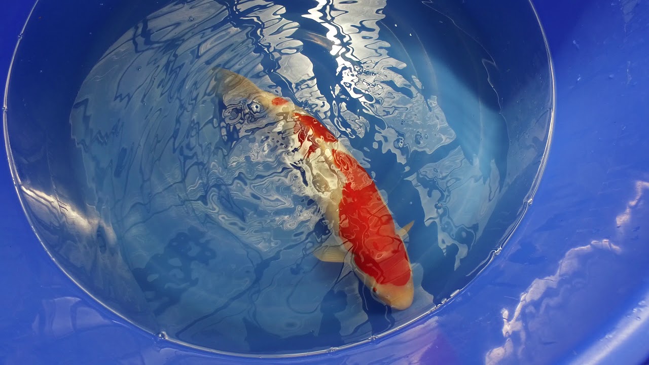 Dainichi Kohaku MP 0052