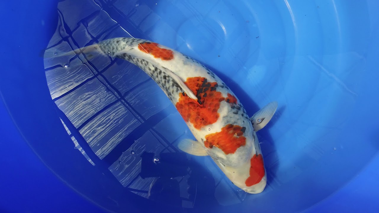 Dainichi Showa MP 0020