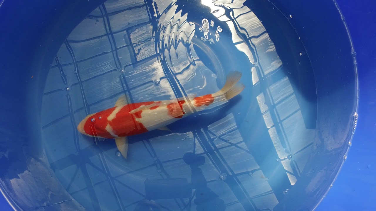 Dainichi Toyota MP 0053