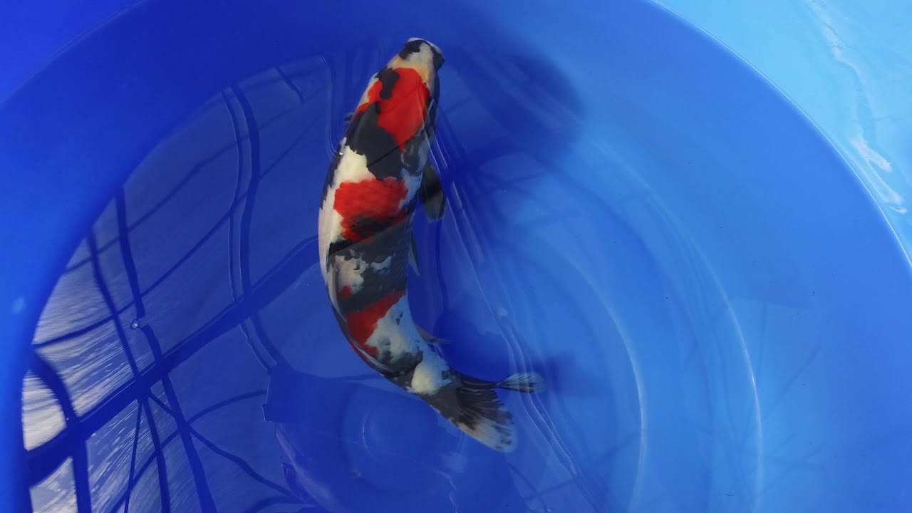 Dainichi Toyota Showa MP 0007