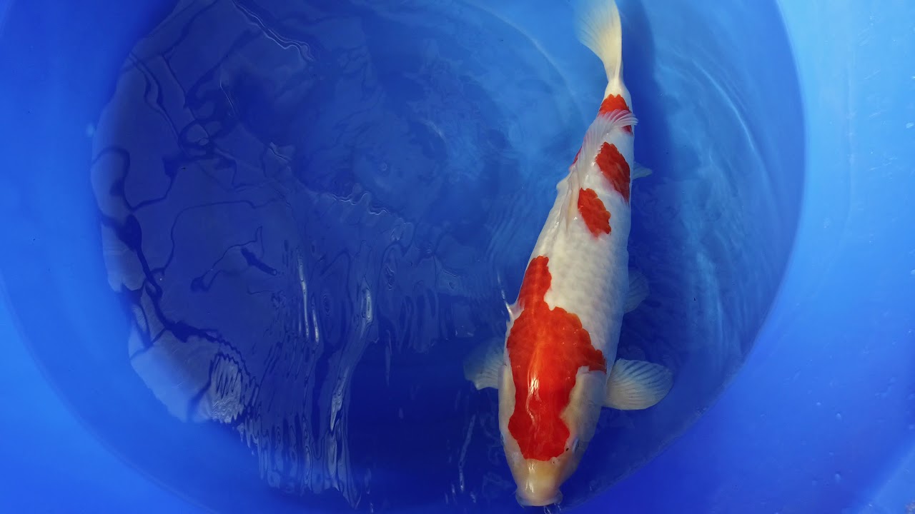 Momotaro Kohaku MP 0008