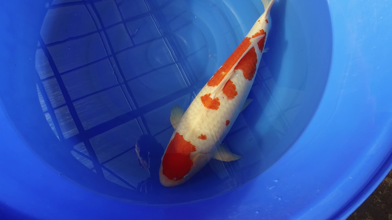 Momotaro Kohaku MP 0011