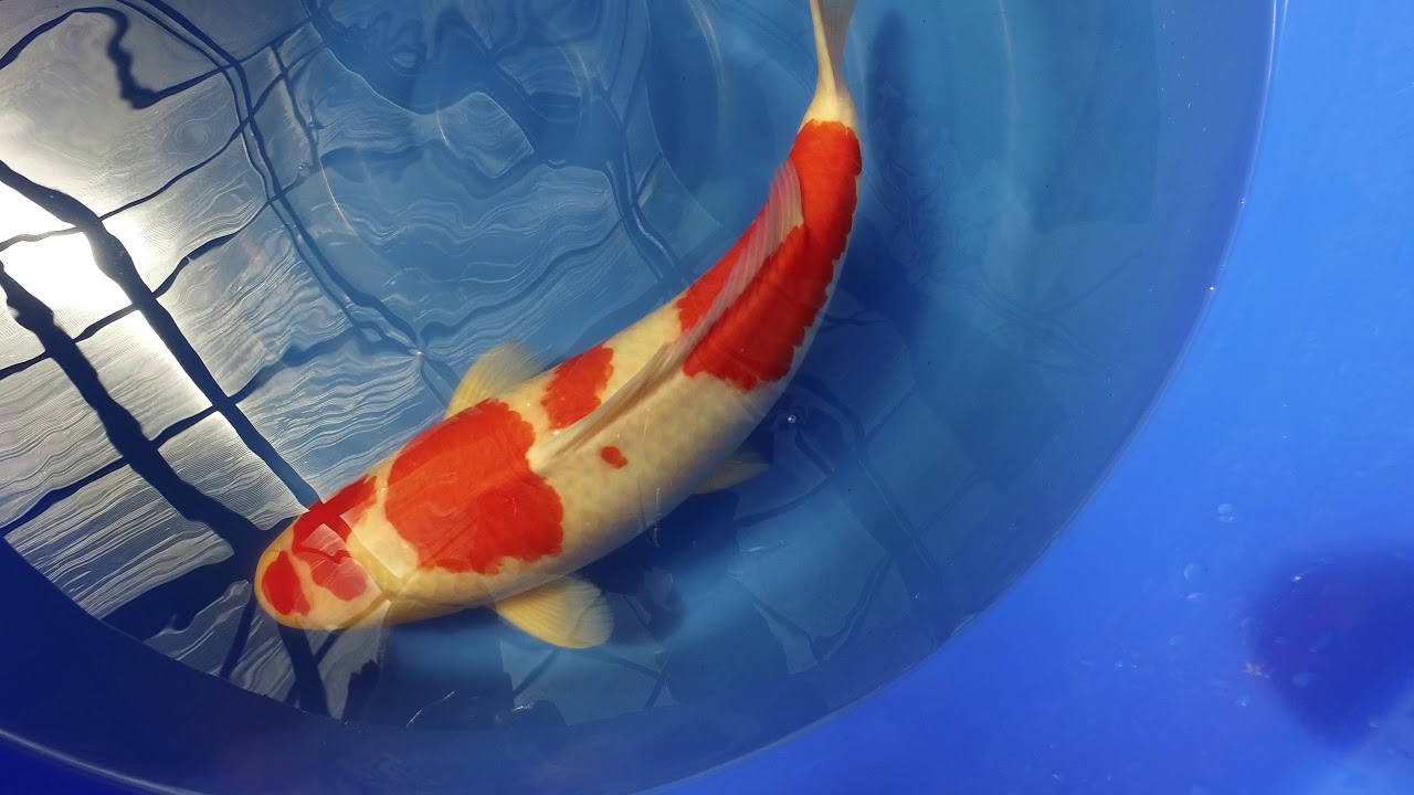 Momotaro Kohaku MP 0028