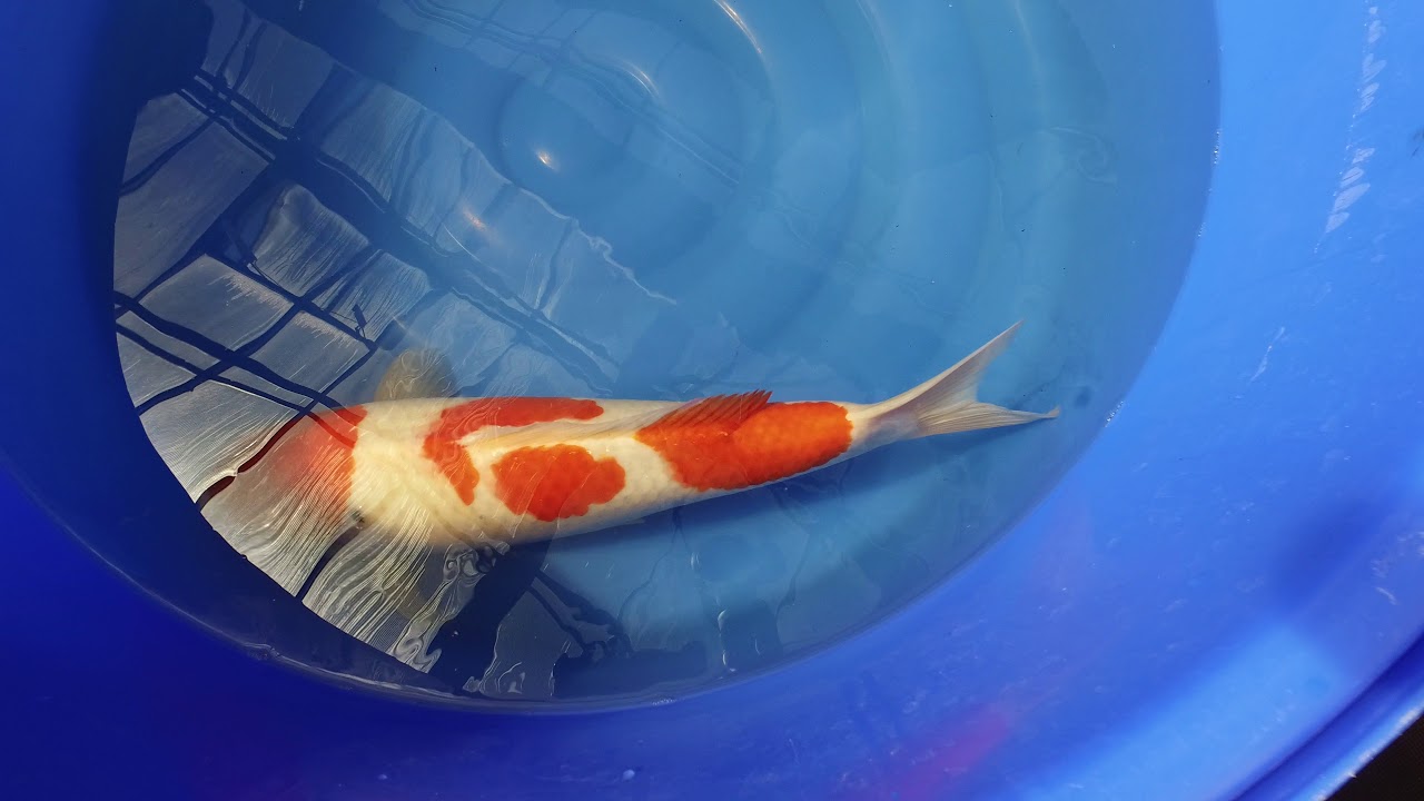 Momotaro Kohaku MP 0031