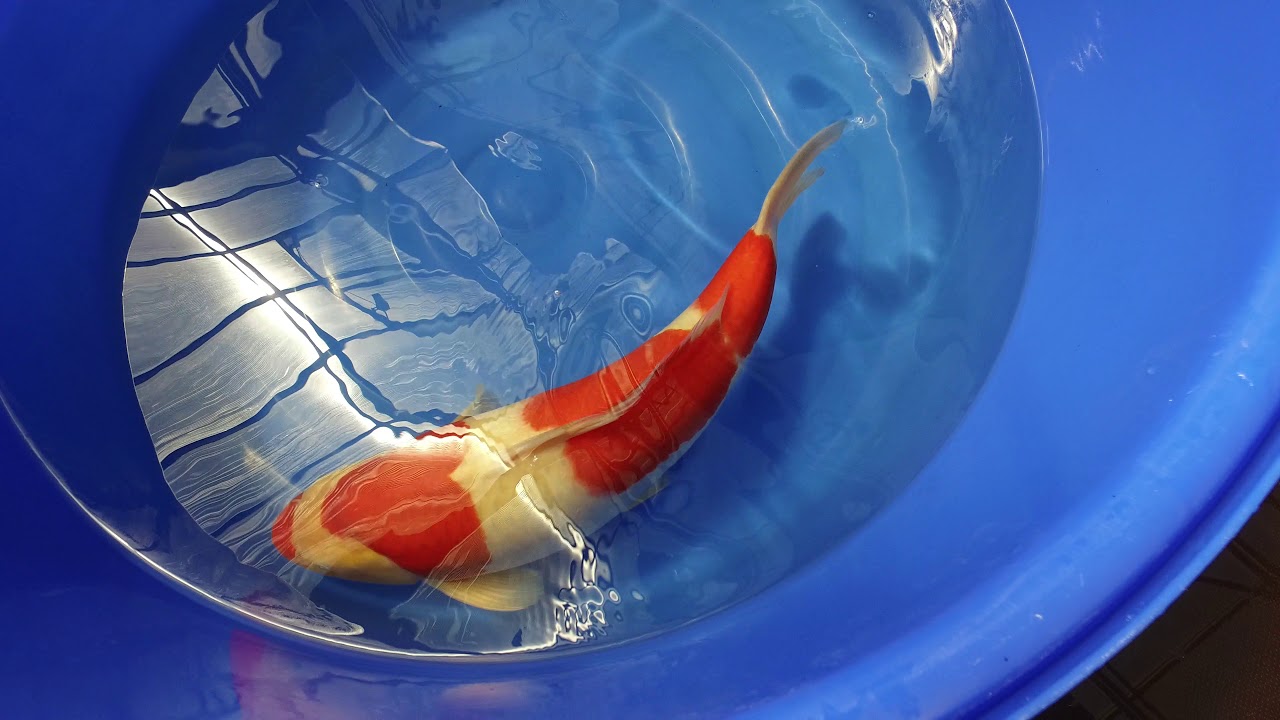 Momotaro Kohaku MP 0041