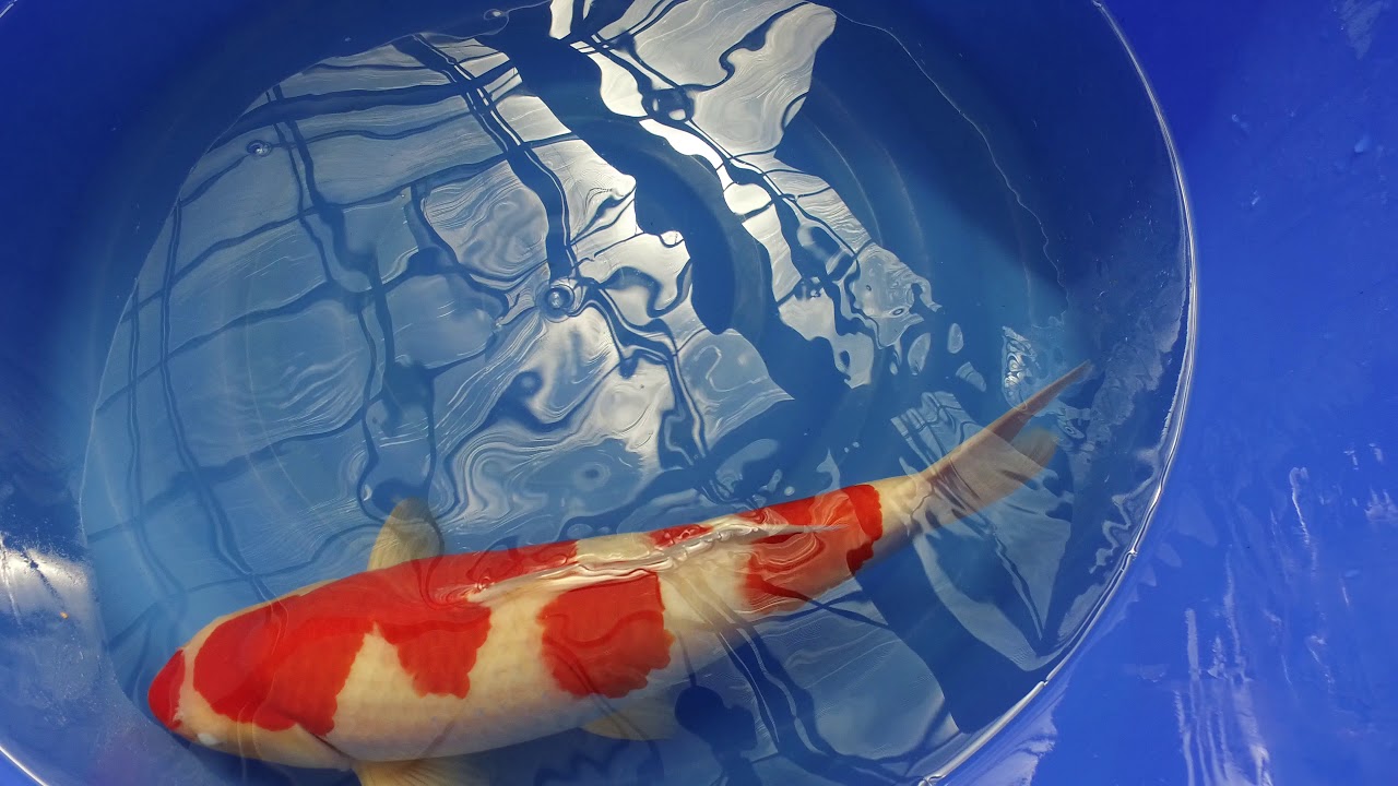 Momotaro Kohaku MP 0051