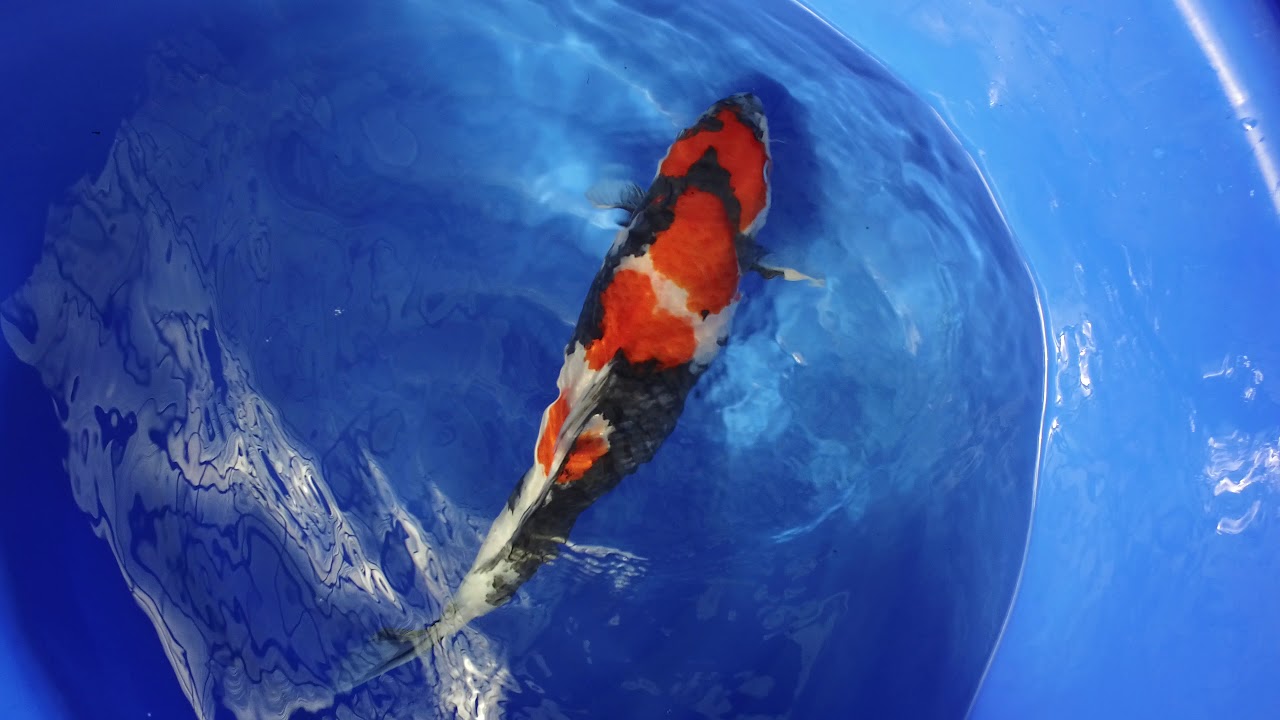 Momotaro Showa MP 0004