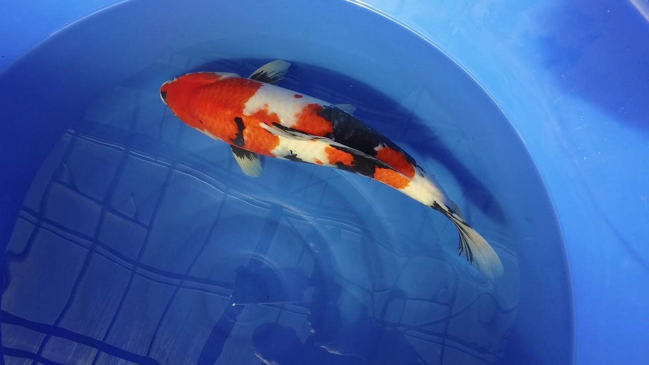 Momotaro Showa MP 0013