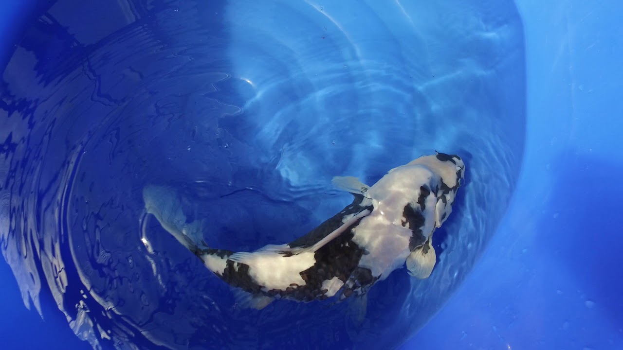 Omosako Shiro Utsuri MP 0019