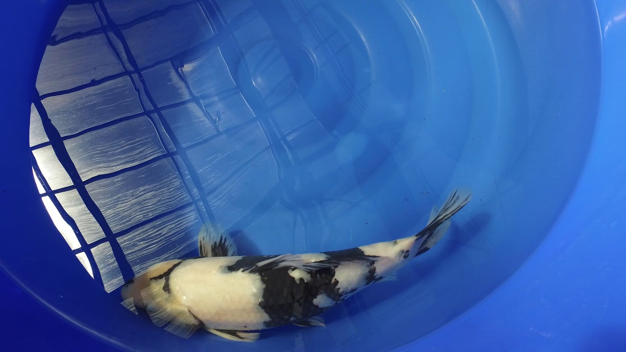 Omosako Shiro Utsuri MP 0023