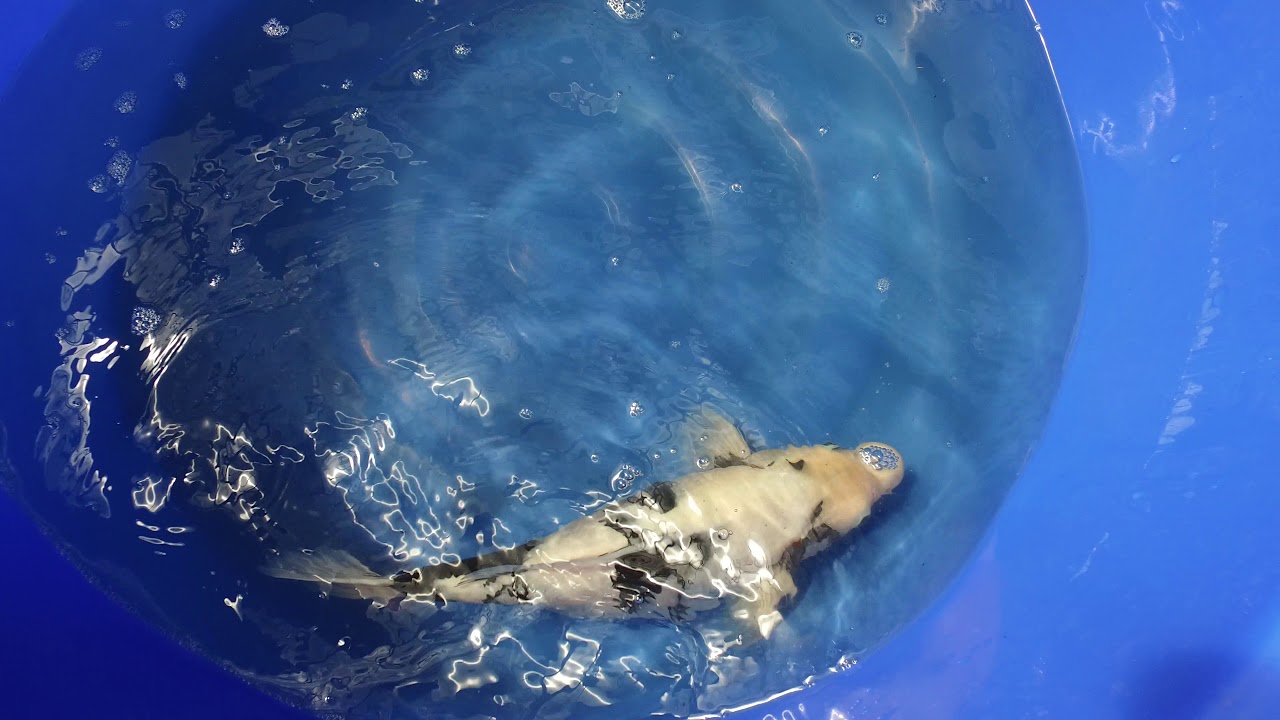 Omosako Shiro Utsuri MP 0036