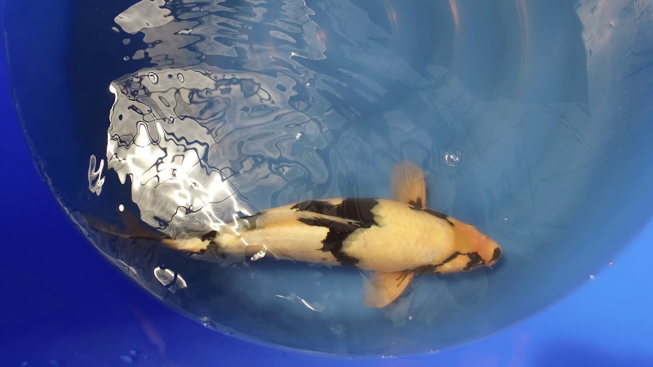 Omosako Shiro Utsuri MP 0038