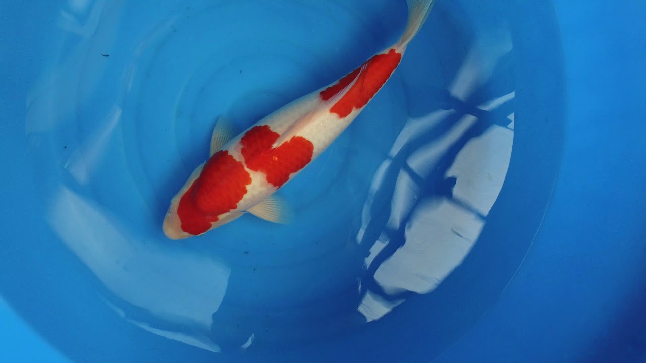 Sakai Fish Farm Kohaku PF 0005