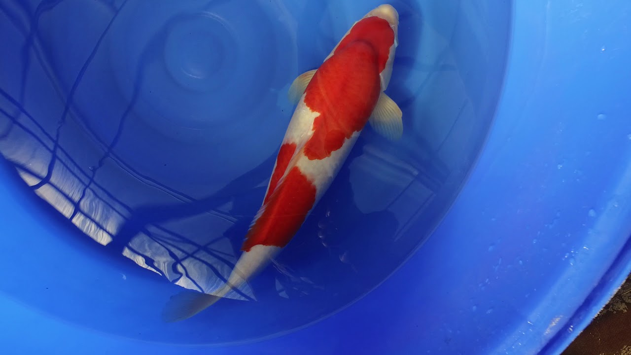 Torazo Kohaku MP 0006