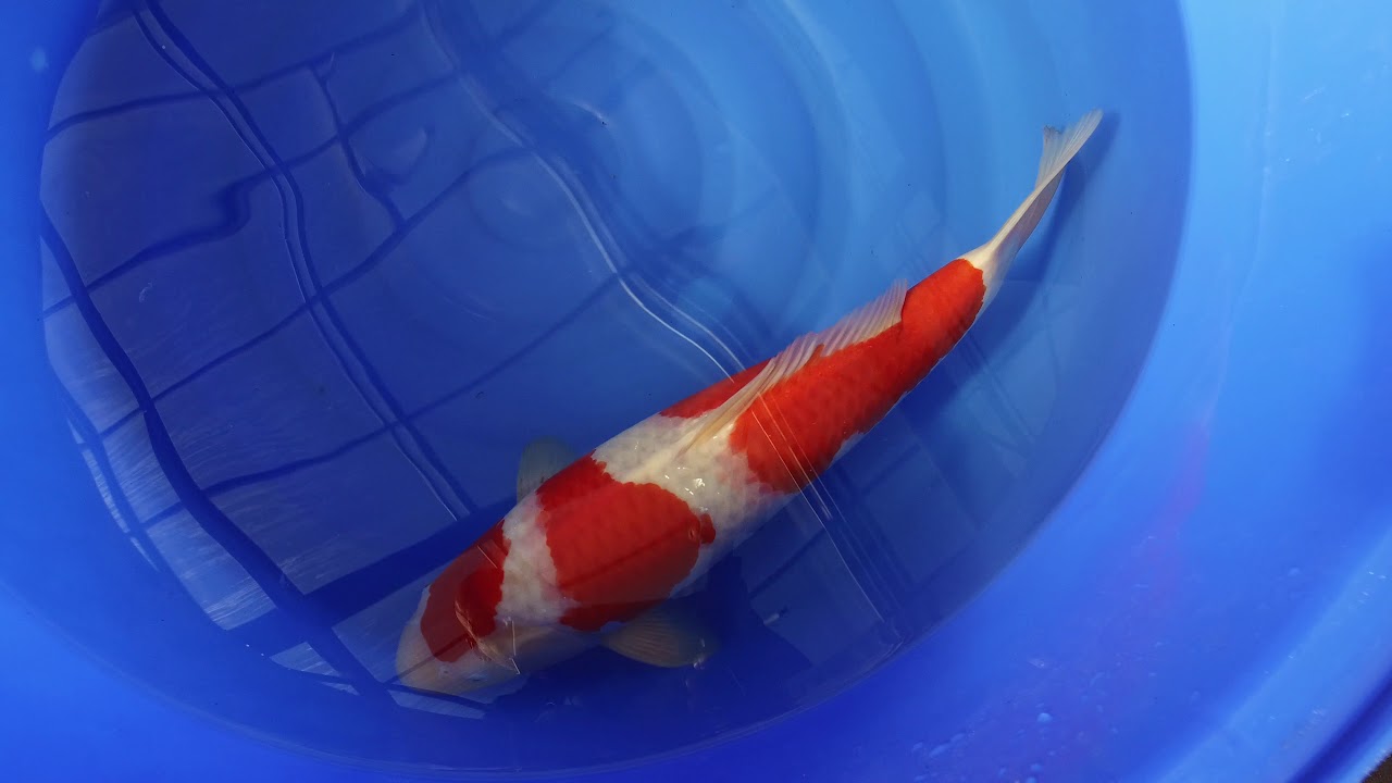 Sakai Kohaku MP 0012