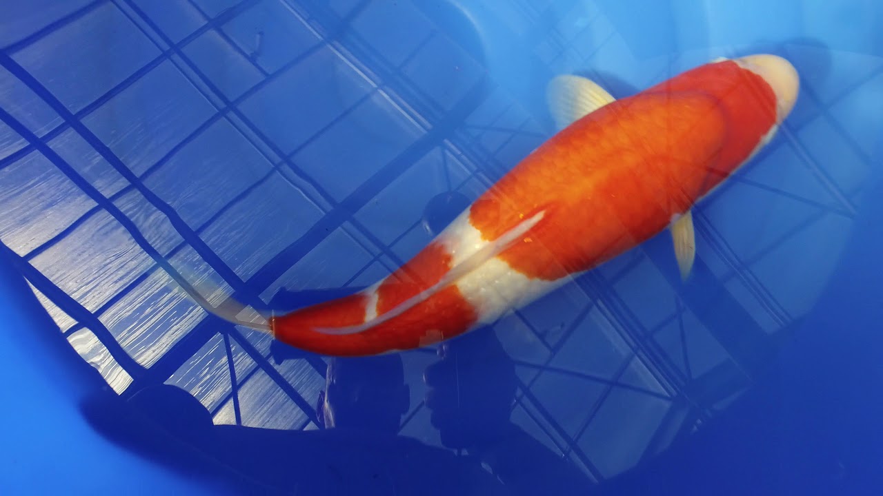 Momotaro Kohaku MP 0016