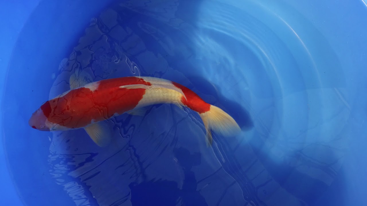 Sakai Kohaku MP 0017