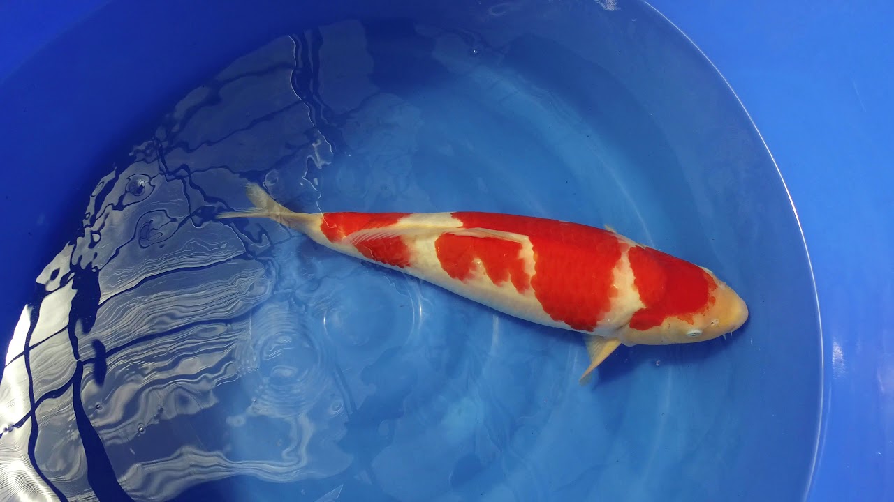 Sakai Kohaku MP 0021