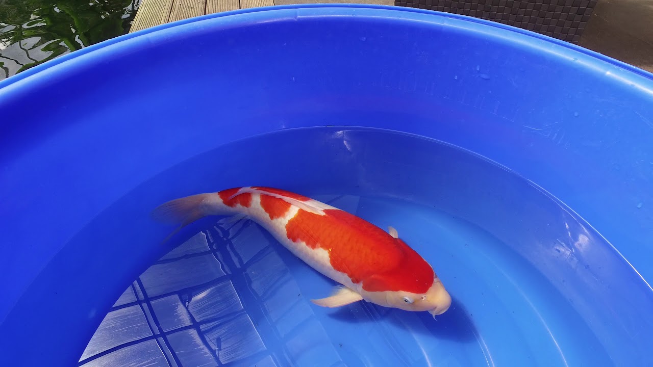 Sakai Kohaku MP 0025