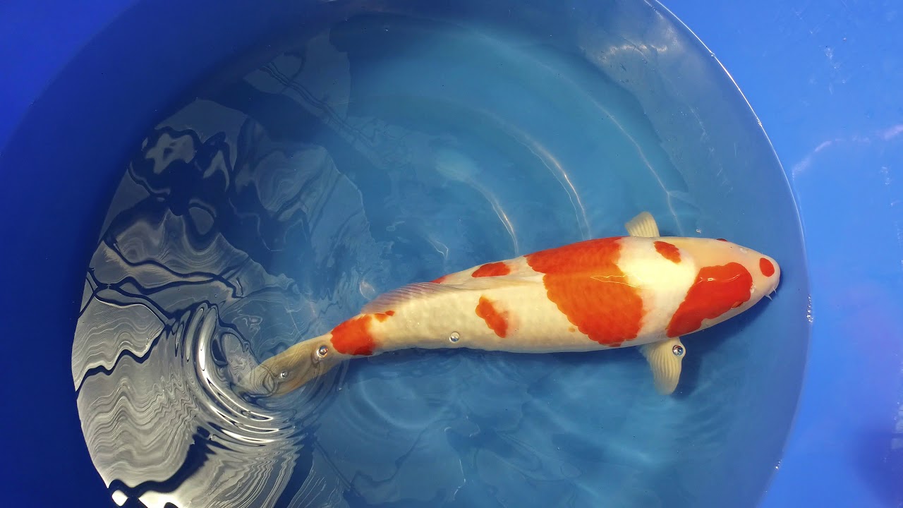 Sakai Kohaku MP 0030