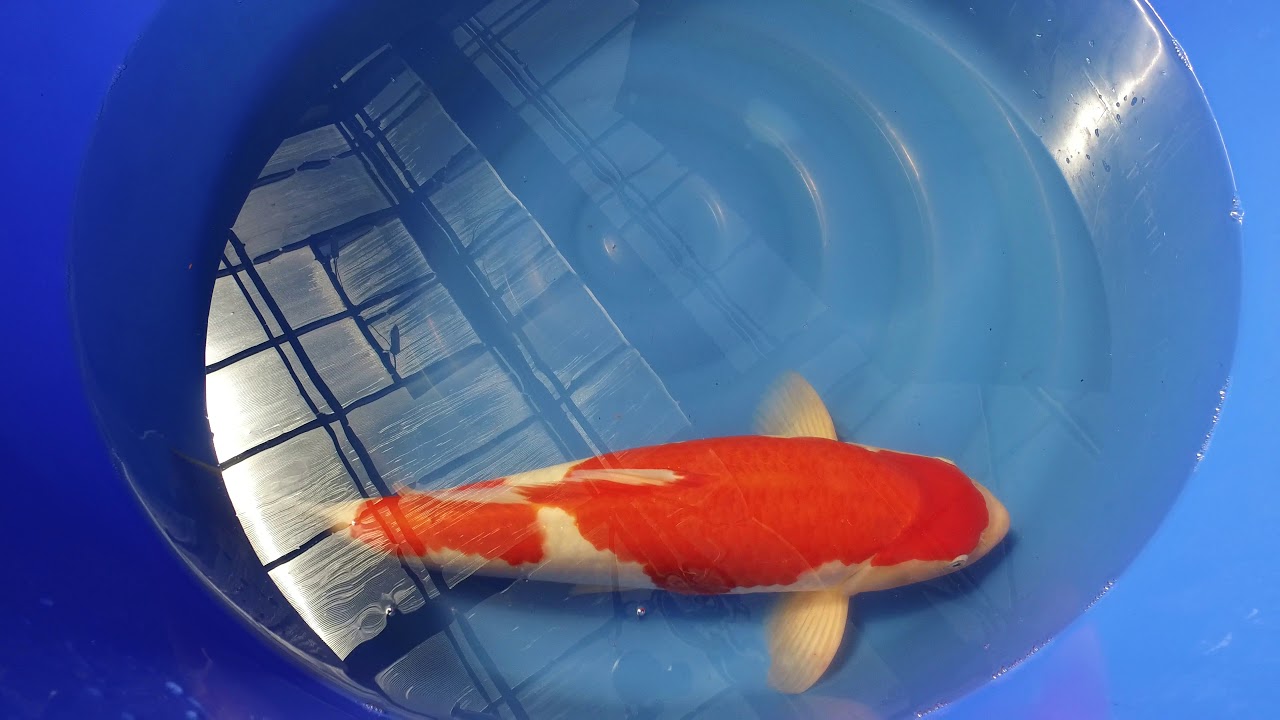 Sakai Kohaku MP 0034