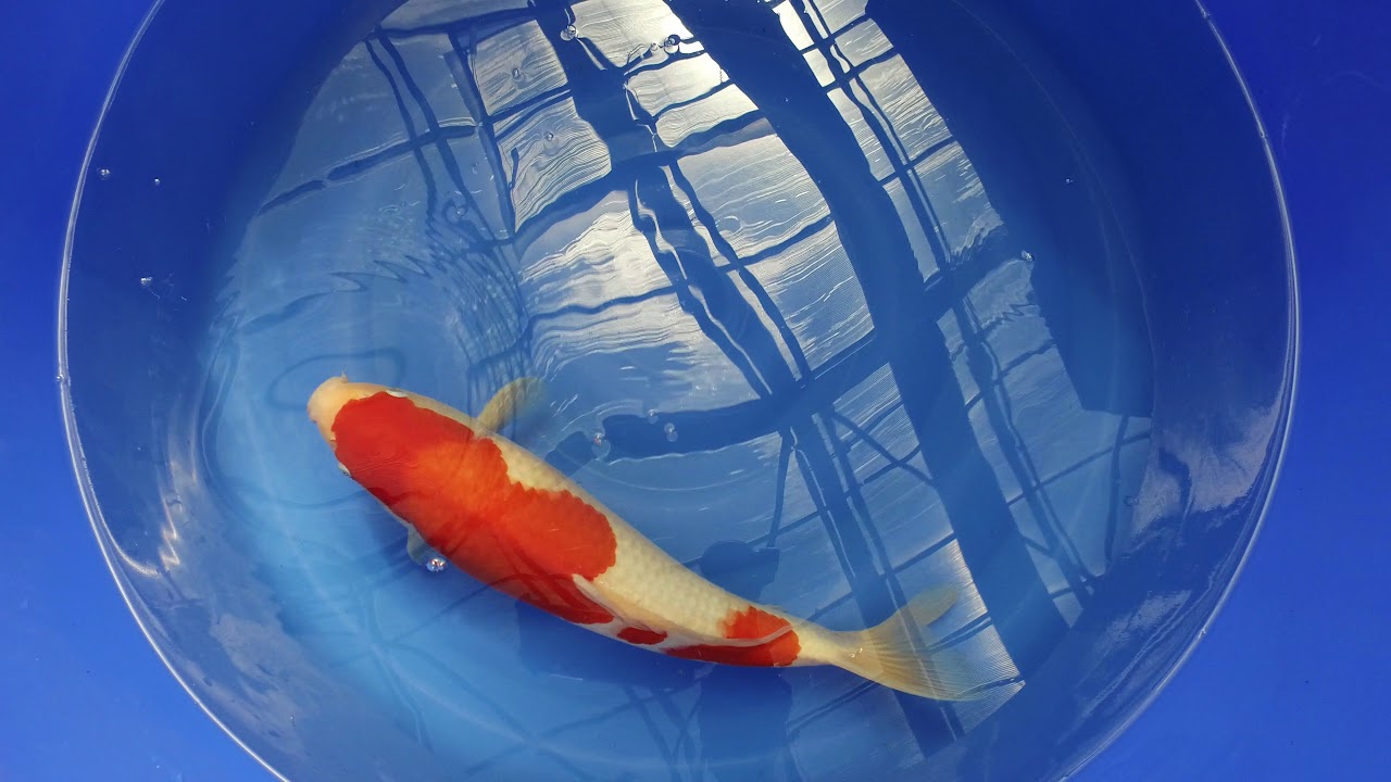 Sakai Kohaku MP 0050