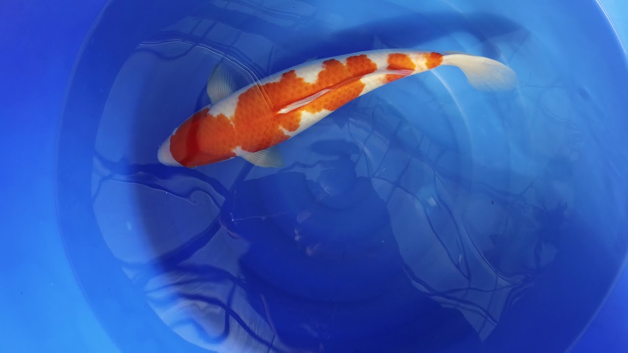 Torazo Kohaku MP 0005