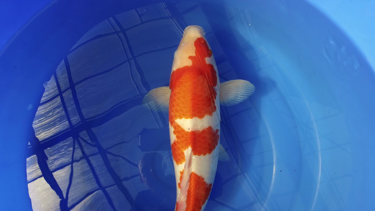 Torazo Kohaku MP 0009