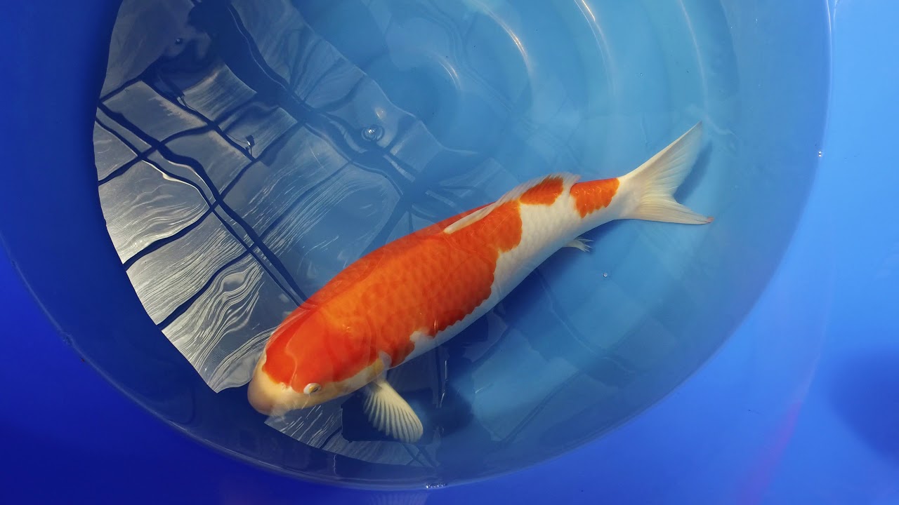 Torazo Kohaku MP 0029