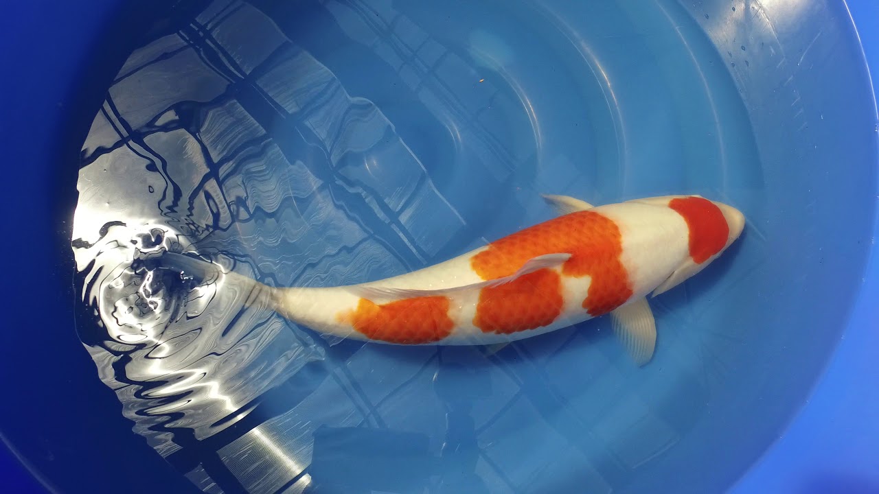 Torazo Kohaku MP 0033