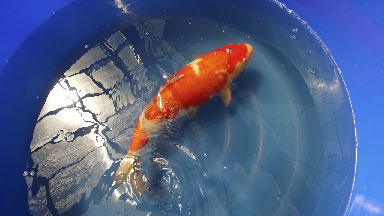 Torazo Kohaku Mp 0040